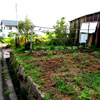 ある菜園