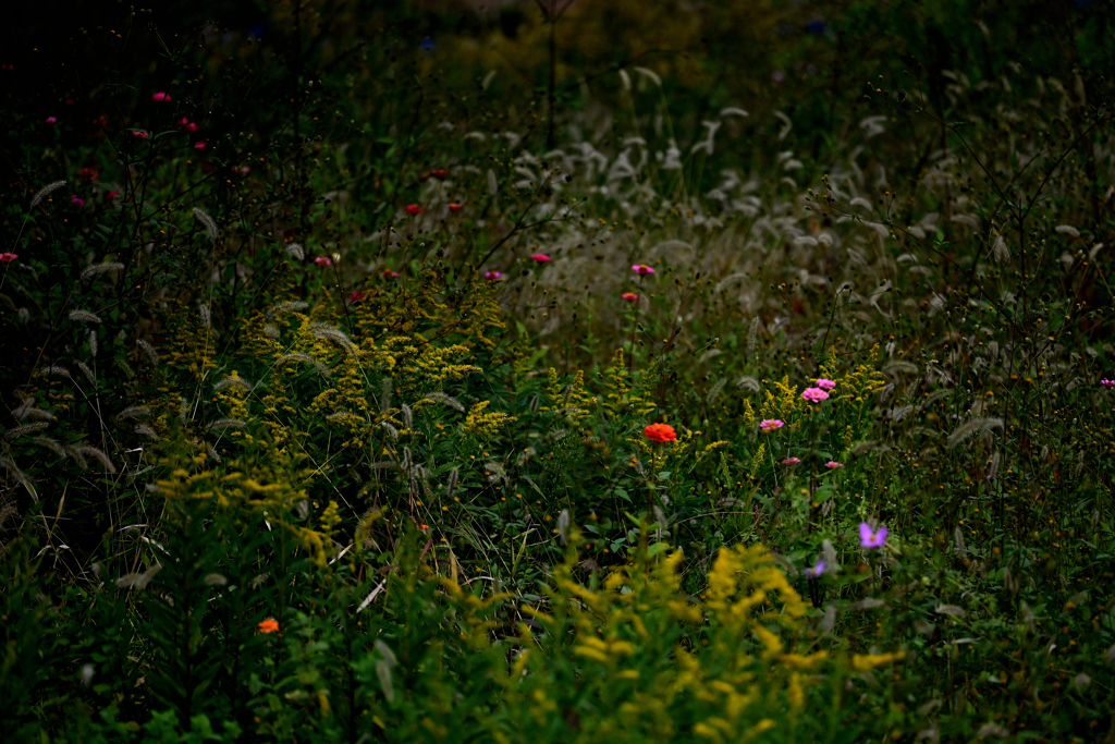 野草たちの世界