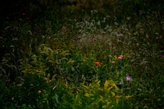 野草たちの世界