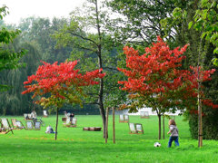 色づき始めたRegents Park, London