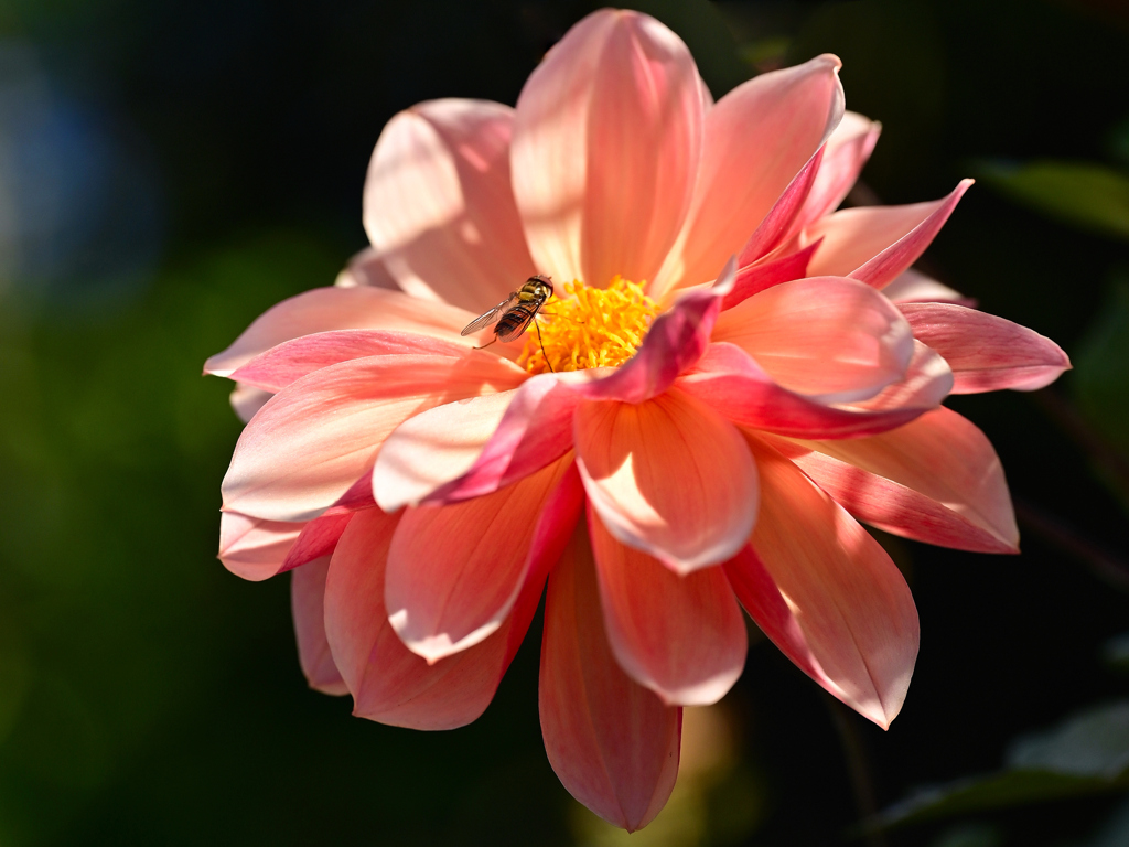 径の花