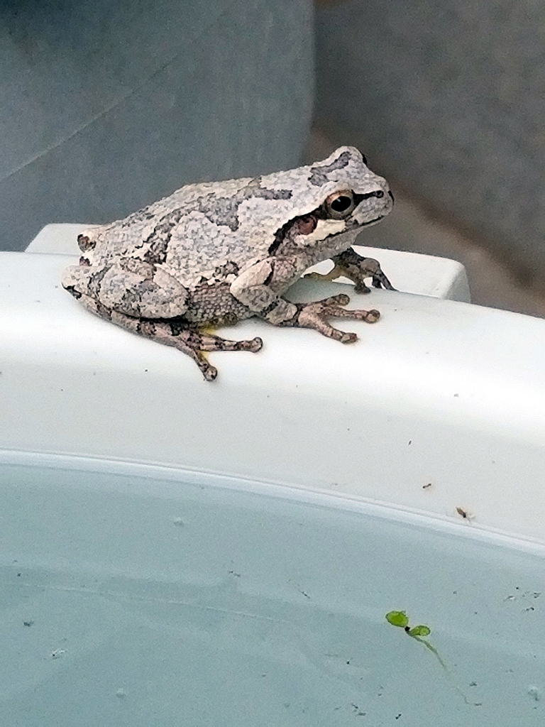 灰色のカエル
