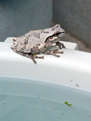 灰色のカエル