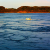 平戸の潮流