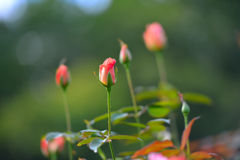 秋薔薇