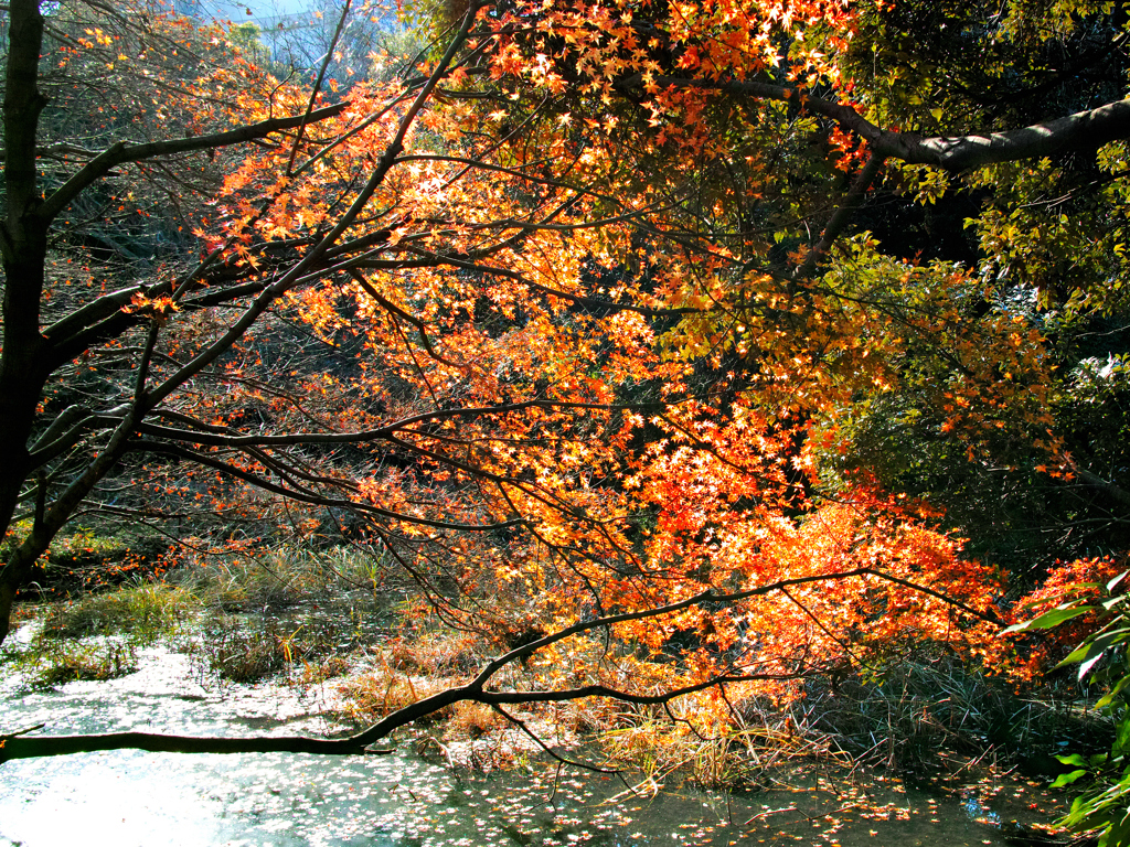 ピークを過ぎた紅葉