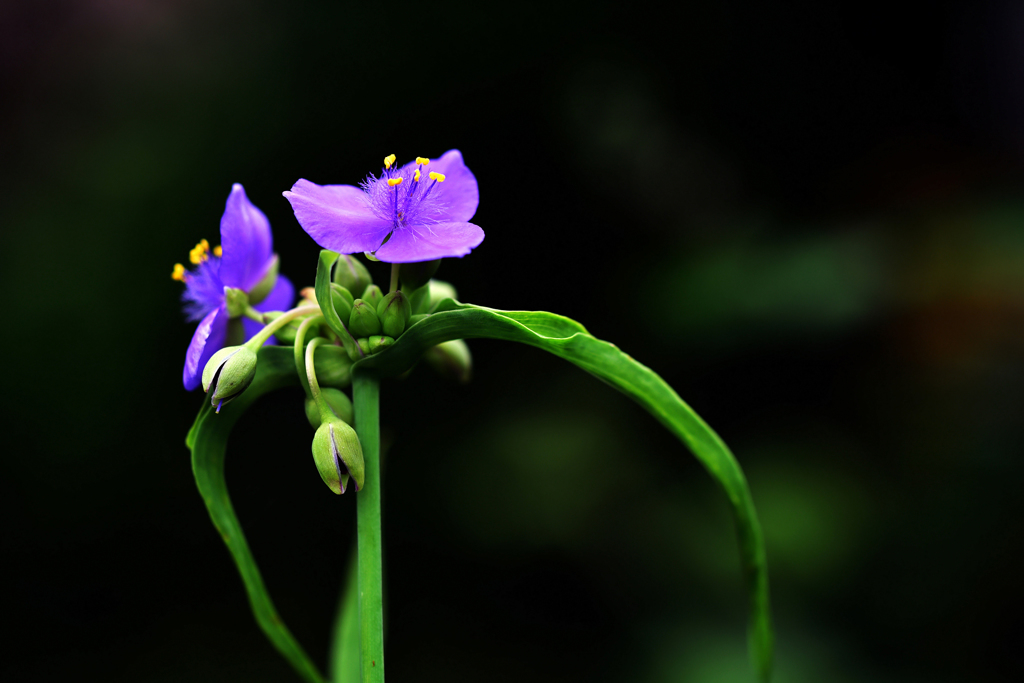 小さな花