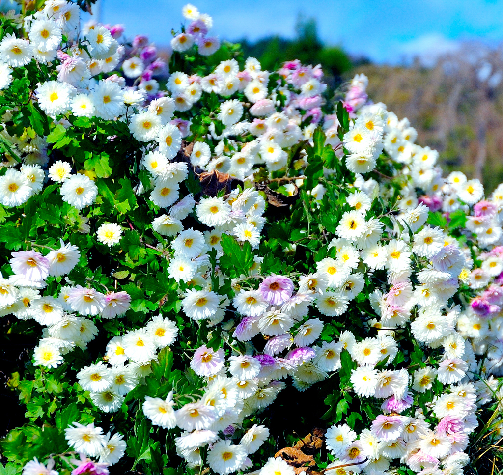 道端の菊