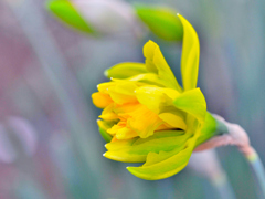 春の花