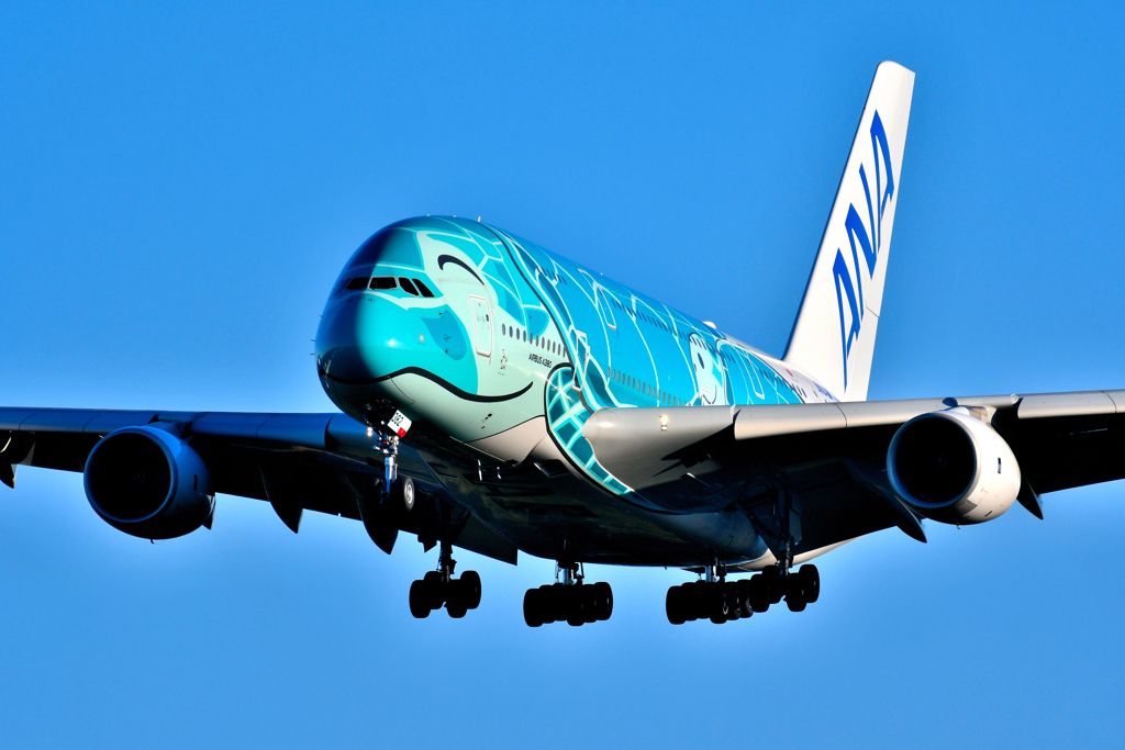 空飛ぶウミガメ