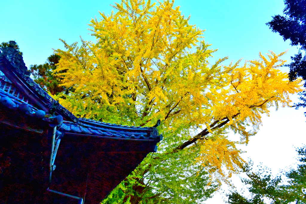 神社の大銀杏#2