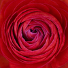 赤い薔薇