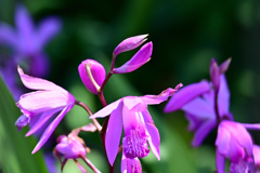 畑の花