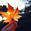透ける葉