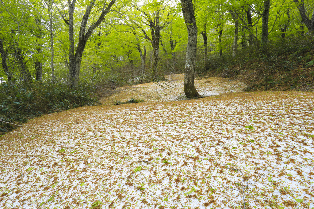 芽吹きの頃