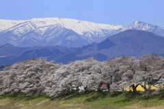 残雪の蔵王と桜並木