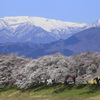 残雪の蔵王と桜並木