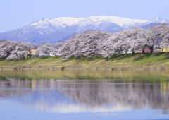 南蔵王と桜