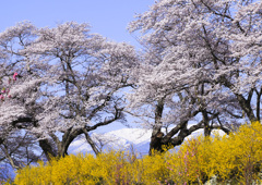 白石川河畔の桜.2