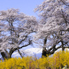 白石川河畔の桜.2