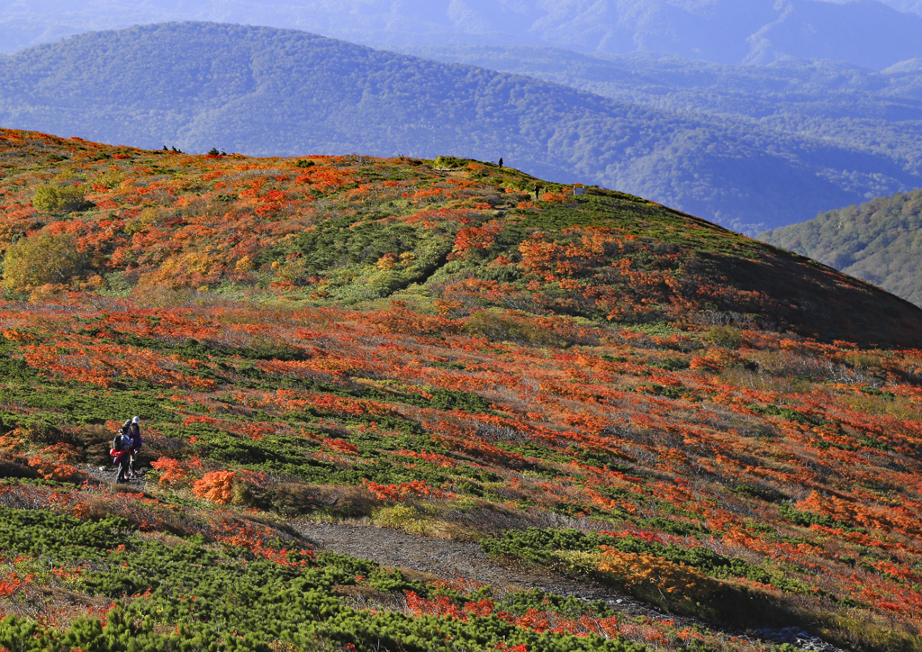 山の紅葉