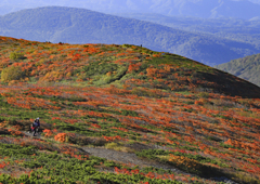 山の紅葉