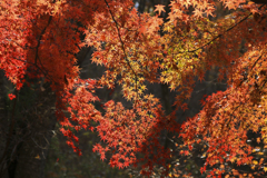 晩秋の紅葉Ⅰ