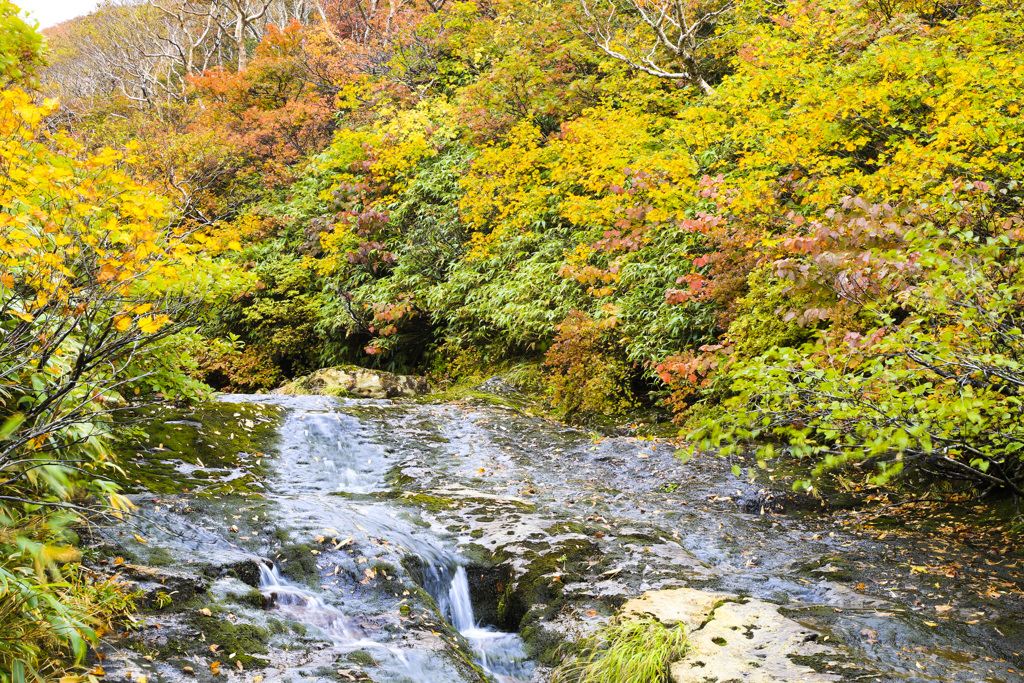 栗駒山新湯沢の紅葉(上流側）
