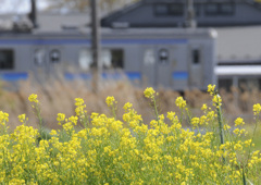 菜の花と電車