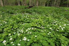 ニリンソウ咲く森(2)