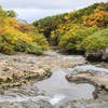 栗駒山新湯沢の紅葉(下流側）