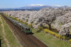 桜並木と電車