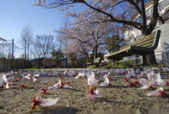 公園にて
