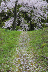 桜道