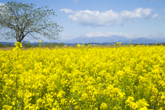 菜の花乱舞