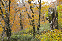 晩秋の山毛欅林1