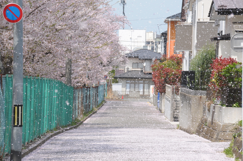花吹雪