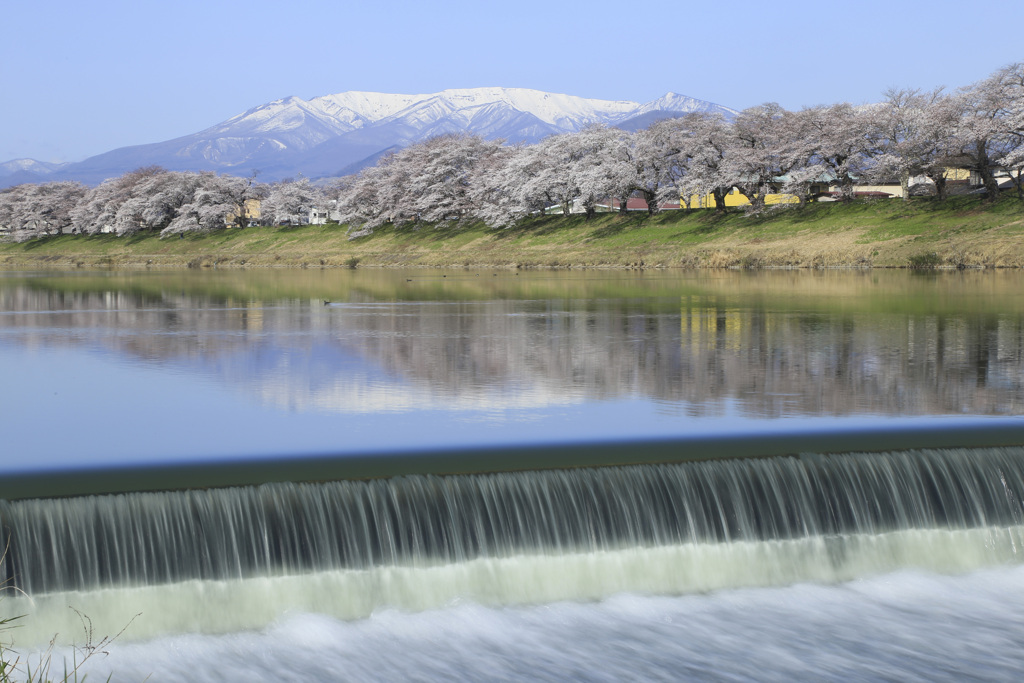 流れと桜と蔵王連峰