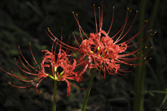 曼殊沙華