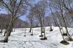 山毛欅根開き2