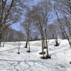 山毛欅根開き2