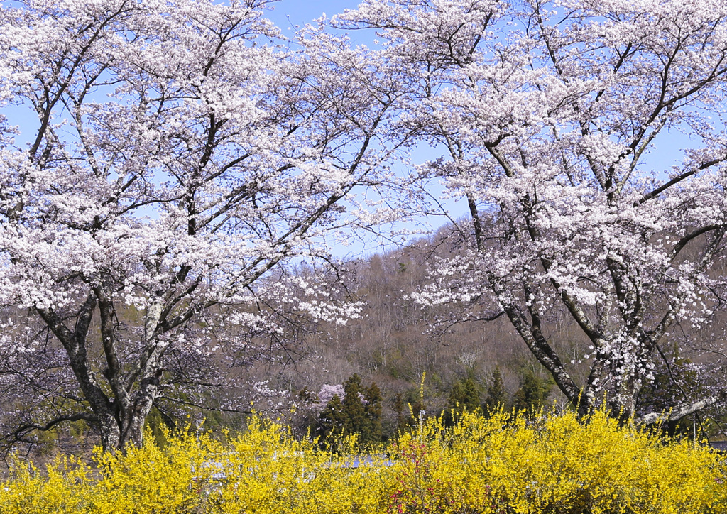 白石川河畔の桜