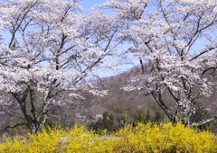 白石川河畔の桜