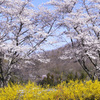 白石川河畔の桜