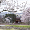 政庁跡に咲く 