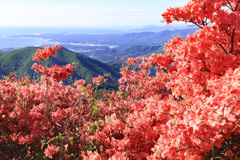 ツツジ咲く山にて1