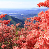 ツツジ咲く山にて1