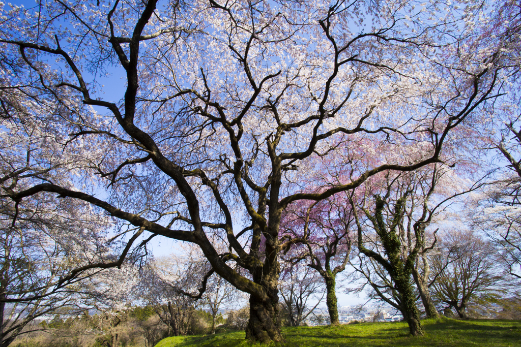 SAKURA