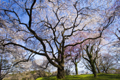 SAKURA