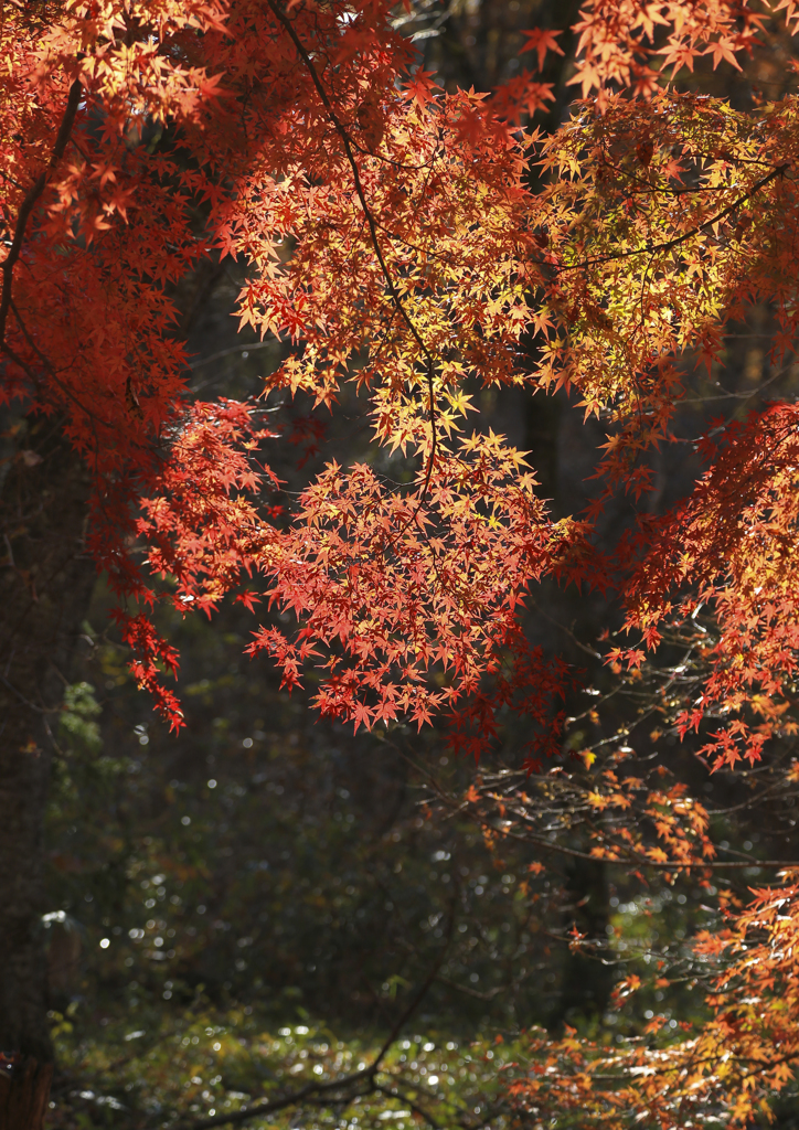 晩秋の紅葉Ⅱ